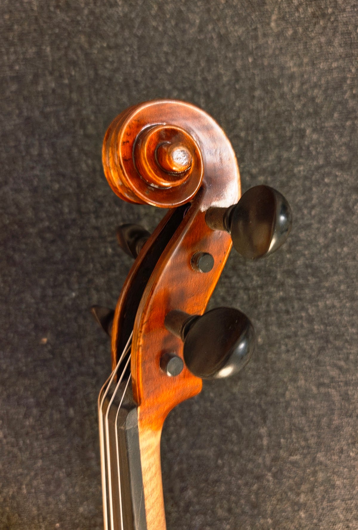 Scroll of the violin with ebony pegs